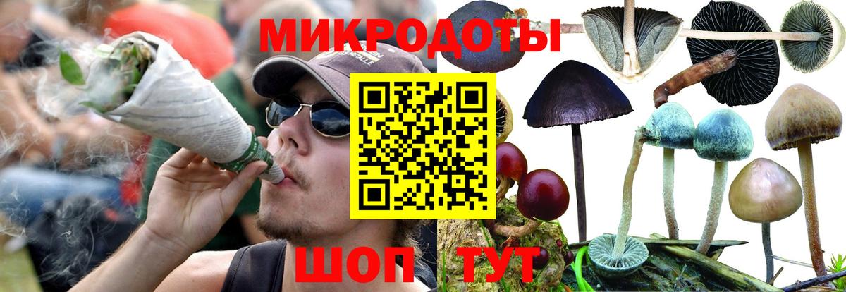 Галлюциногенные грибы Psilocybe Ленинск-Кузнецкий